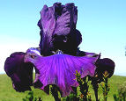 Cantina - fragrant reblooming tall bearded Iris