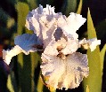 Captivating - tall bearded Iris