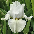 Ceremonium - tall bearded Iris