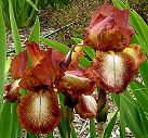 Certainly Certainly - reblooming tall bearded Iris