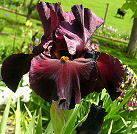 Chief Quinaby - tall bearded Iris