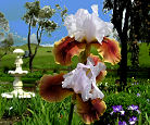 Chocolate Vanilla - fragrant reblooming tall bearded Iris