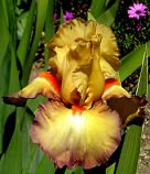 Citoyen - tall bearded Iris