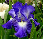City Lights - fragrant reblooming tall bearded Iris