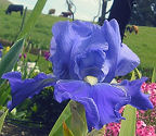 Cloud Baron - reblooming tall bearded Iris