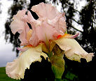 Cloudia - tall bearded Iris
