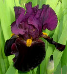 Coalignition - fragrant tall bearded Iris