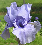 Codicil - tall bearded Iris