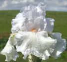 Cold Cold Heart - reblooming tall bearded Iris