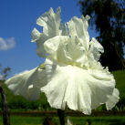Cotton Carnival - tall bearded Iris