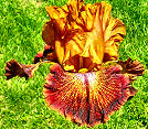 Country Rustic - tall bearded Iris