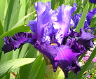 Cranberry Crush - tall bearded Iris