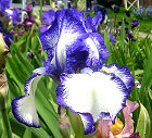 Creative Stitchery - reblooming tall bearded Iris