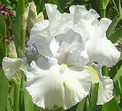 Crystalyn - tall bearded Iris