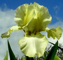 Curtain Up - fragrant reblooming tall bearded Iris