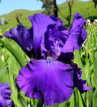 Dashing - fragrant reblooming tall bearded Iris