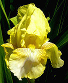 Dawn Of Fall - reblooming tall bearded Iris