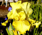 Dime Spot - reblooming tall bearded Iris