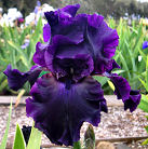 Dracula's Shadow - tall bearded Iris