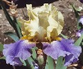 Earth Song - fragrant tall bearded Iris
