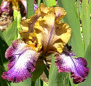 Egyptian - reblooming tall bearded Iris