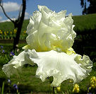 Elizabeth Poldark - tall bearded Iris