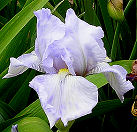 Eternal Waltz - reblooming tall bearded Iris