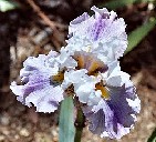 Fashion Line - tall bearded Iris
