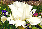 Fimbriated Space - fragrant tall bearded Iris