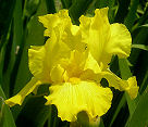 Forever Gold - reblooming tall bearded Iris