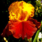 Forty Pinochle - tall bearded Iris