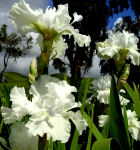 Free Space - reblooming tall bearded Iris