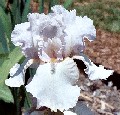 Frosted Sapphire - reblooming tall bearded Iris