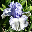 Future Watch - tall bearded Iris