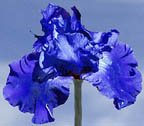 Glory Story - tall bearded Iris