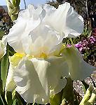 Glowing Seraphin - reblooming tall bearded Iris