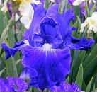 God's Handiwork - Rebloom tall bearded Iris