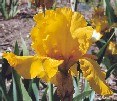 Gold Speculator - fragrant tall bearded Iris