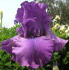Good Looking - tall bearded Iris