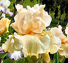 Gotta Lotta Bodda - fragrant tall bearded Iris