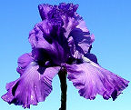 Grand Old Opry - tall bearded Iris