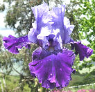 Great Gatsby - tall bearded Iris