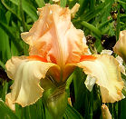 Hampton Horizon - tall bearded Iris