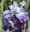 Handiwork - tall bearded Iris