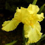 Harvest Of Memories - fragrant reblooming tall bearded Iris