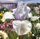 Heart of Ice - reblooming tall bearded Iris