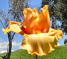 Hindenburg - tall bearded Iris