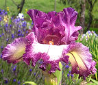 Hippo'z Tutu - tall bearded Iris