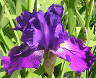 Hookem Horns - fragrant tall bearded Iris