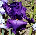 Horatio - reblooming tall bearded Iris